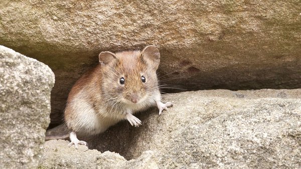 Élimination des rats et souris à Saint-Denis : quand y songer ?