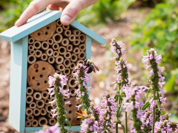 Comment créer un jardin ami des pollinisateurs ?
