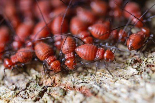 Des techniques efficaces contre une invasion de termites