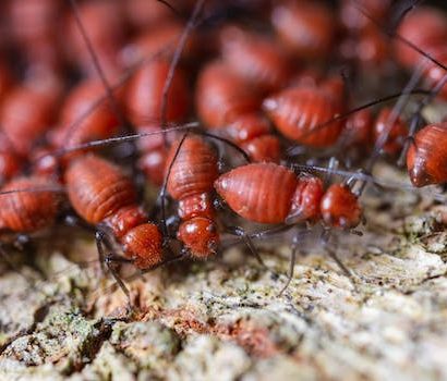Thumbnail for Des techniques efficaces contre une invasion de termites