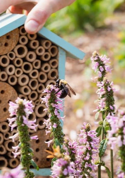 Thumbnail for Comment créer un jardin ami des pollinisateurs ?