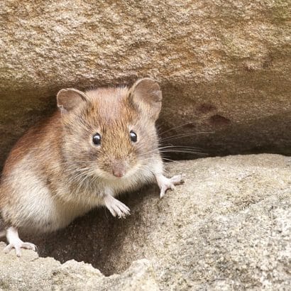 Élimination des rats et souris à Saint-Denis : quand y songer ?