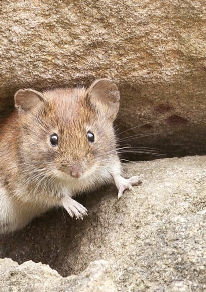 Thumbnail for Élimination des rats et souris à Saint-Denis : quand y songer ?